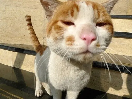 租房