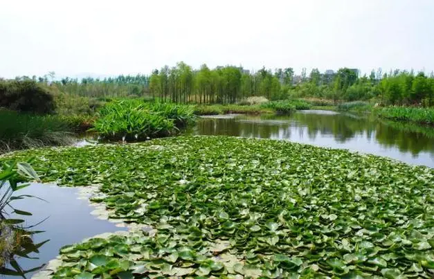 俊发·西亮塘湿地公园将建立"环境科研教育基地"